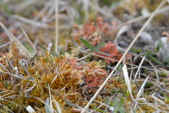 Selaginella helvetica