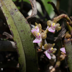 Diplocentrum congestum