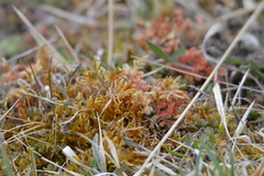 Selaginella helvetica