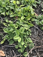 Stachydeae