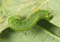 Euura glutinosae