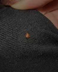 Cimex lectularius
