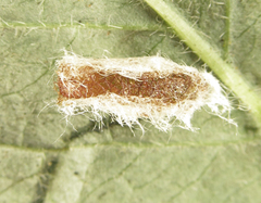 Euura glutinosae