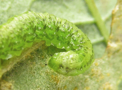 Euura glutinosae