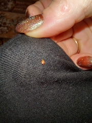 Cimex lectularius