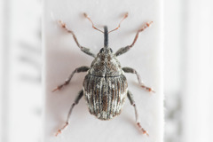 Microplontus millefolii