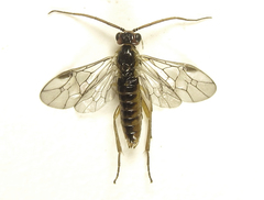 Euura glutinosae