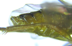 Euura glutinosae