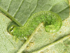 Euura glutinosae