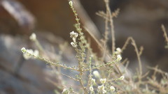 Plocama aucheri