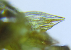 Euura glutinosae