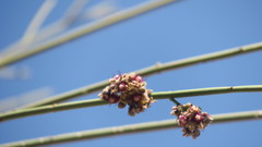 Periploca aphylla