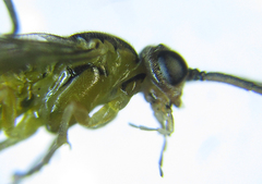 Euura glutinosae
