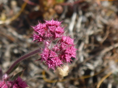 Chorizanthe douglasii