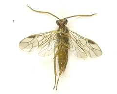 Euura glutinosae