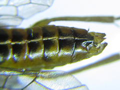 Euura glutinosae