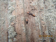 Mesites pallidipennis