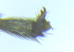 Euura glutinosae