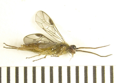 Euura glutinosae