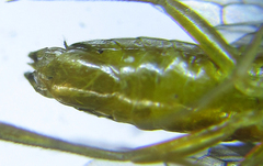 Euura glutinosae