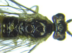 Euura glutinosae