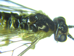 Euura glutinosae