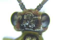 Euura glutinosae