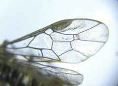 Euura glutinosae
