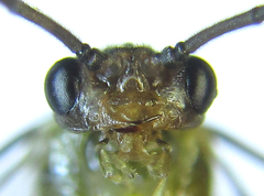 Euura glutinosae