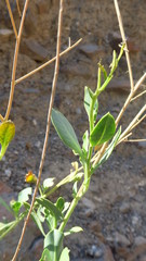 Physorhynchus chamaerapistrum