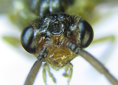 Euura glutinosae