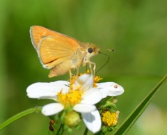 Hesperia meskei