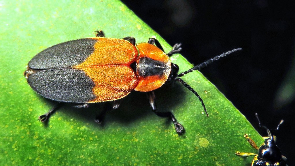 Pyrogaster