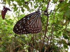 Ideopsis vulgaris macrina