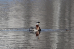 Podiceps grisegena