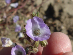 Phacelia douglasii