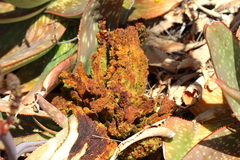 Aceria aloinis