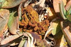 Aceria aloinis