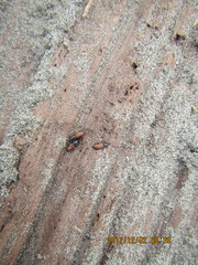 Mesites pallidipennis