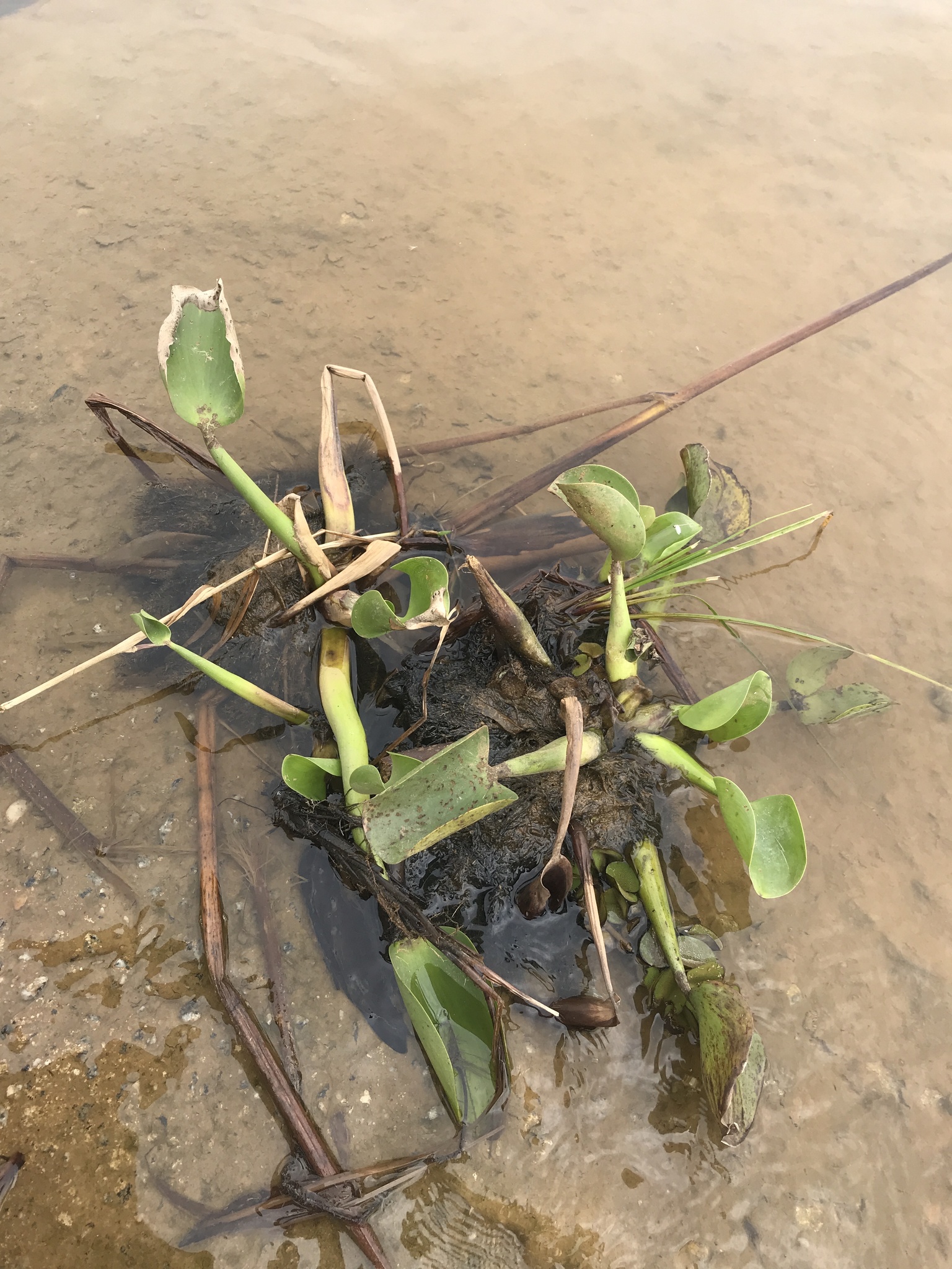 Pontederia crassipes