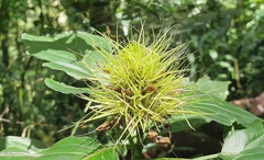 Schaueria calytricha