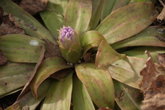 Heloniopsis orientalis