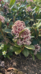 Skimmia