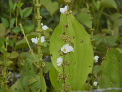 Echinodorus subalatus