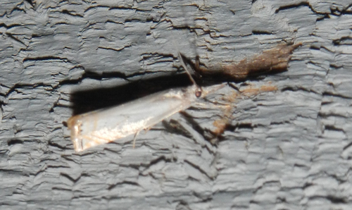 Small White Grass-veneer photo 6