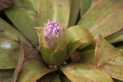 Heloniopsis orientalis