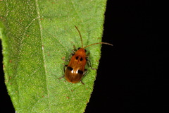 Aulacophora bicolor