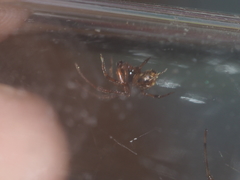 Parasteatoda merapiensis