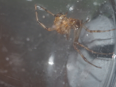 Parasteatoda merapiensis