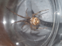 Parasteatoda merapiensis